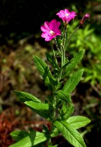 Image of Epilobium hirsutum