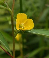 Image of Ludwigia alternifolia