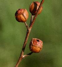 Ludwigia alternifolia image