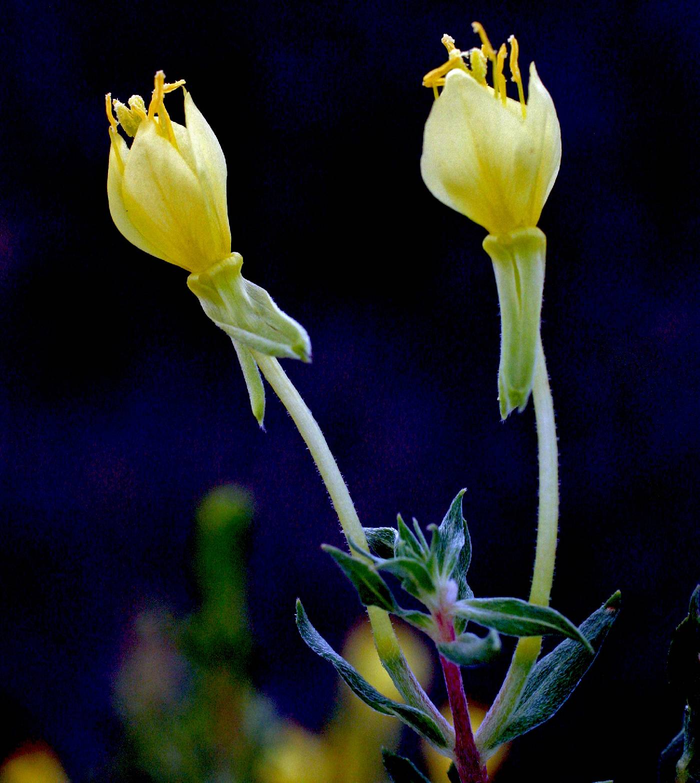 Oenothera clelandii image