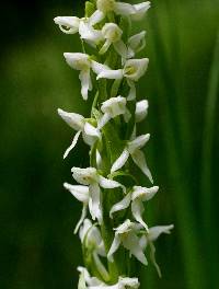 Image of Platanthera dilatata