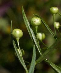 Image of Agalinis tenuifolia