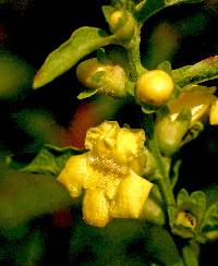 Image of Dasistoma macrophylla