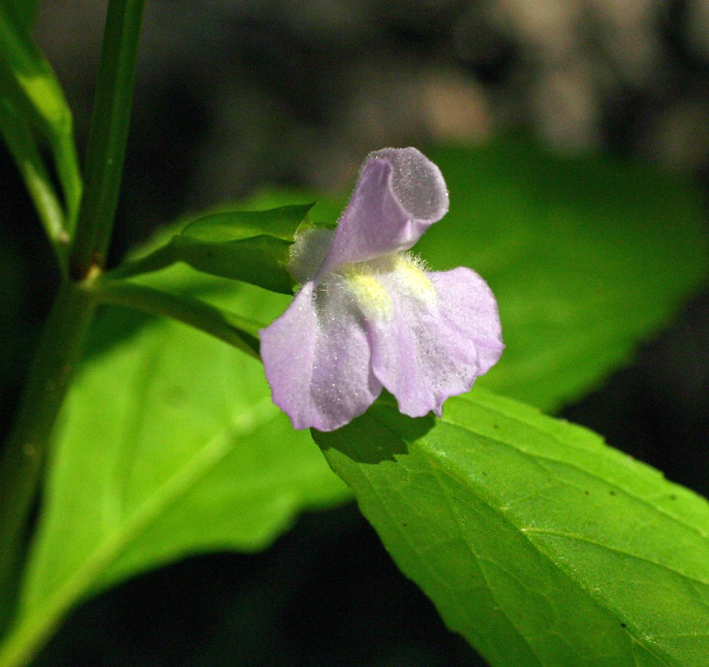 Mimulus alatus image