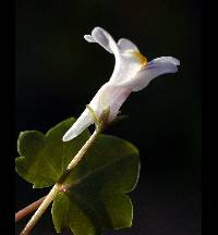 Image of Cymbalaria muralis