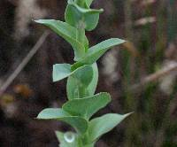 Linaria dalmatica image