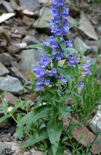 Penstemon glaber image