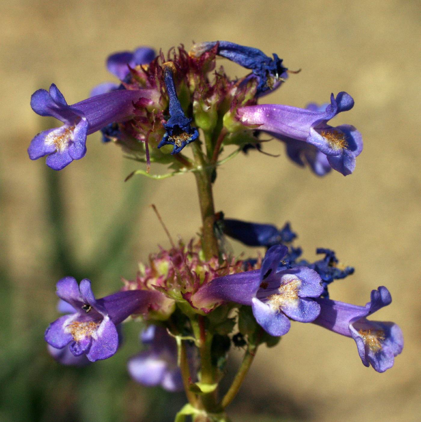 Penstemon procerus image