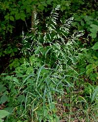 Image of Cinna arundinacea