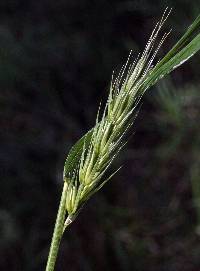 Image of Elymus virginicus