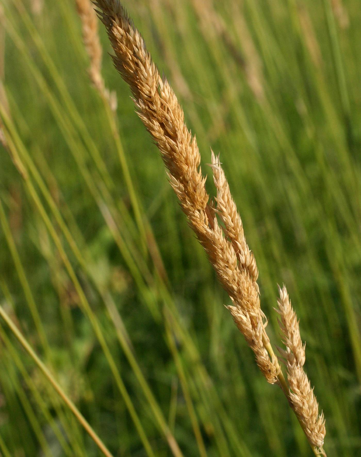 Phalaris arundinacea image