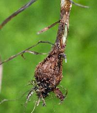 Phleum pratense image