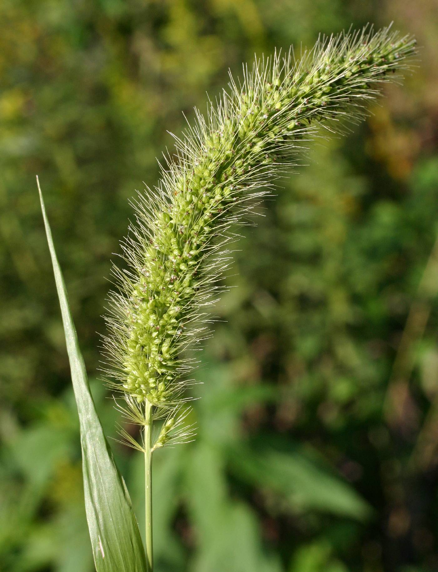 Setaria faberi image