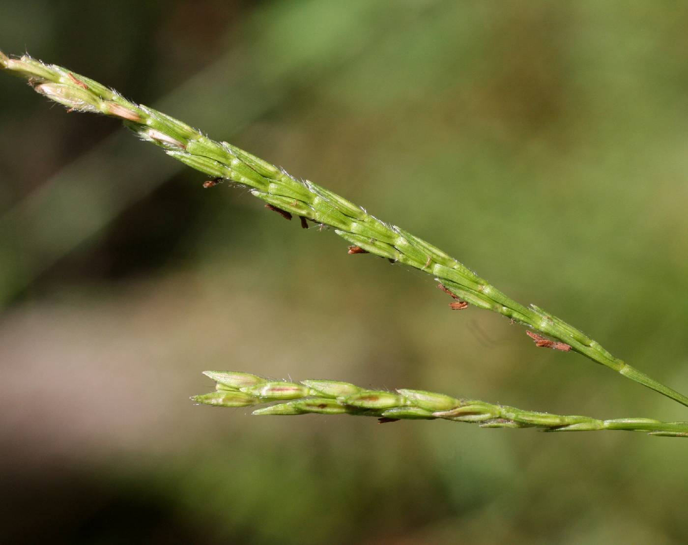 Microstegium vimineum image