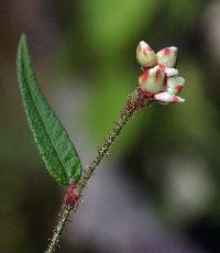 Image of Persicaria arifolia