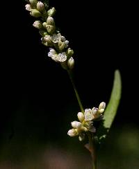 Image of Polygonum hydropiperoides