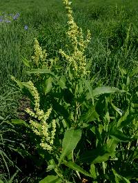 Image of Rumex altissimus