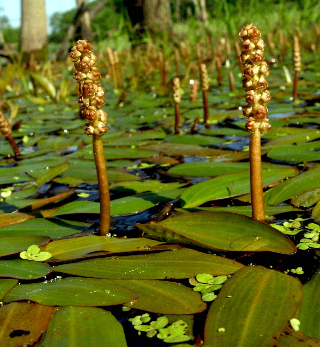 Potamogeton nodosus image