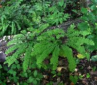 Adiantum pedatum image