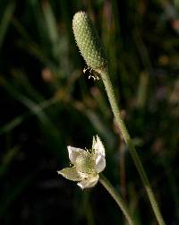 Anemone cylindrica image