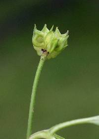 Ranunculus hispidus image