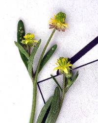 Image of Ranunculus micranthus