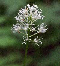 Actaea rubra image