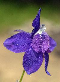 Image of Delphinium bicolor