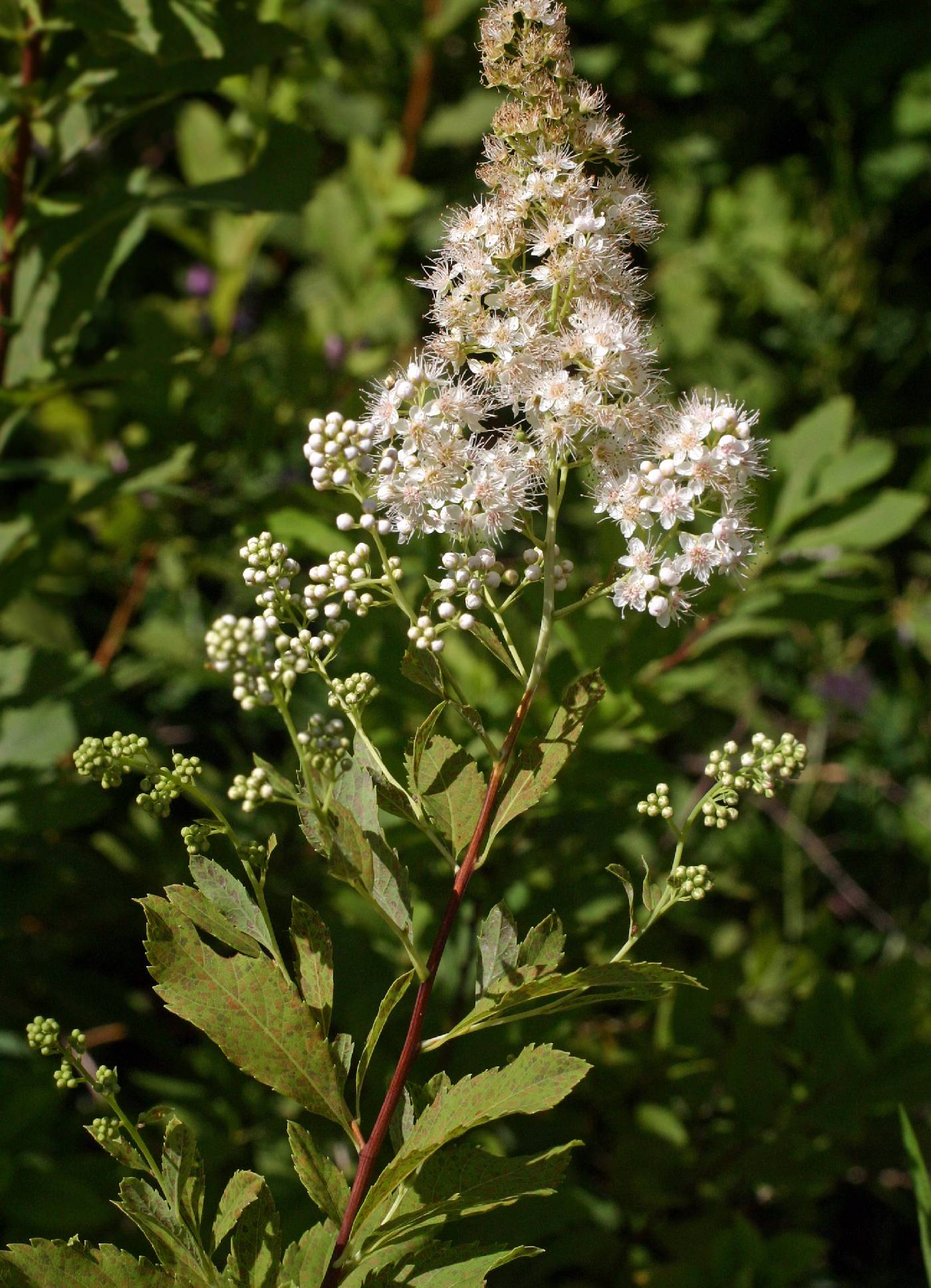 Spiraea alba image