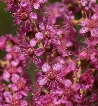 Spiraea tomentosa image