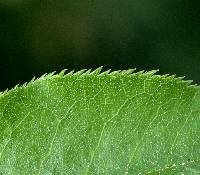 Prunus virginiana image