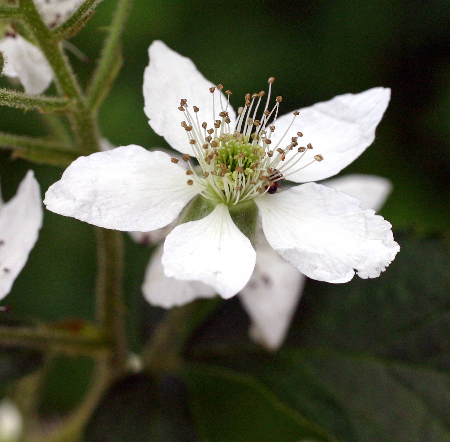 Rubus allegheniensis image