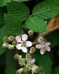 Image of Rubus armeniacus
