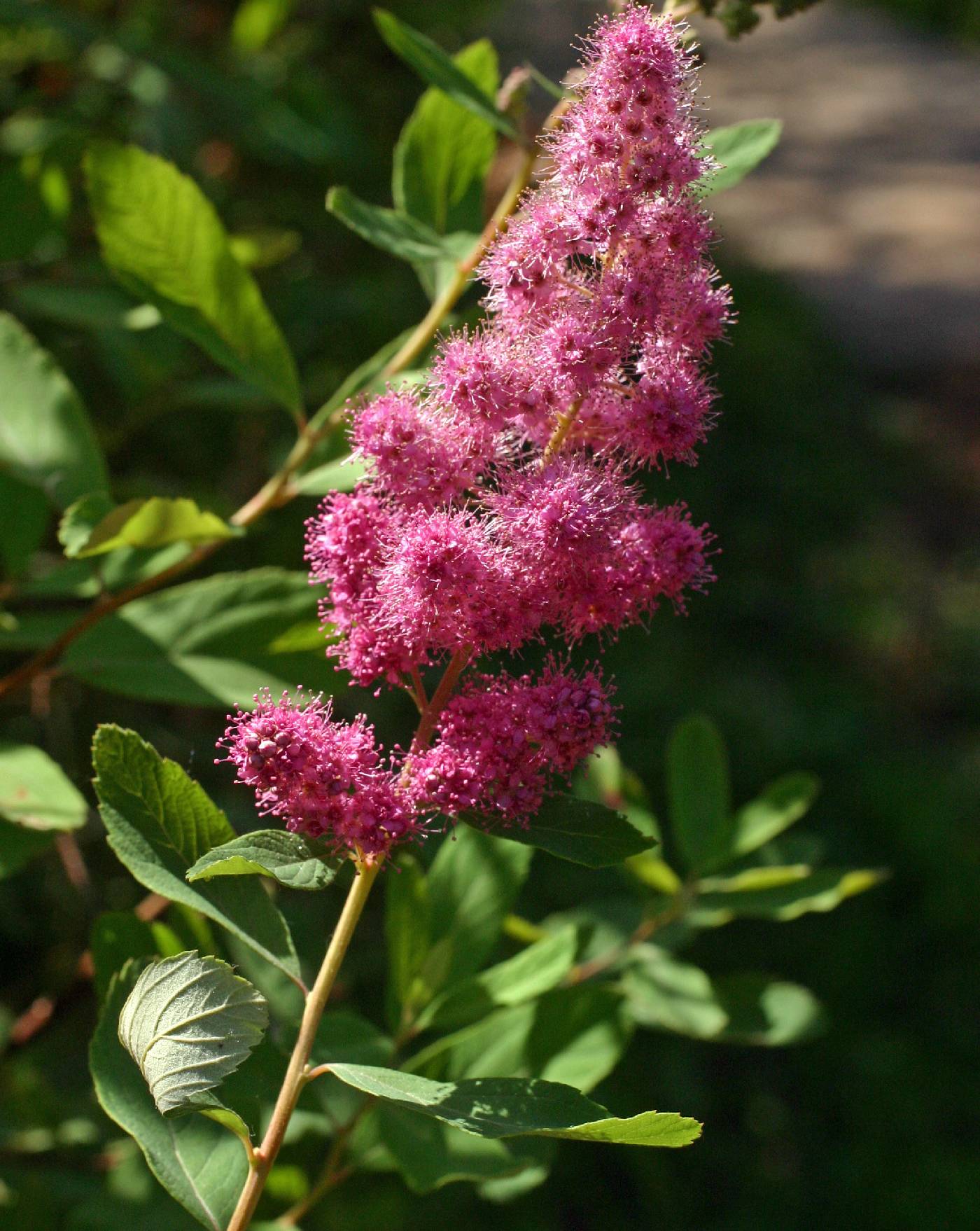 Spiraea douglasii image