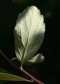 Spiraea douglasii image