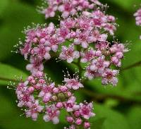 Image of Spiraea japonica