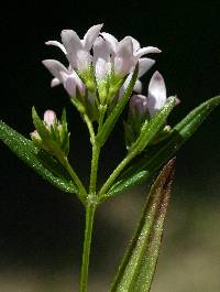 Image of Houstonia longifolia