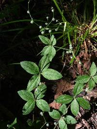 Image of Galium circaezans