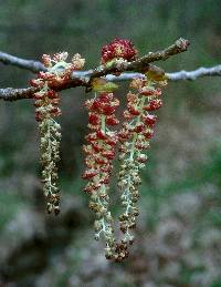 Populus deltoides image