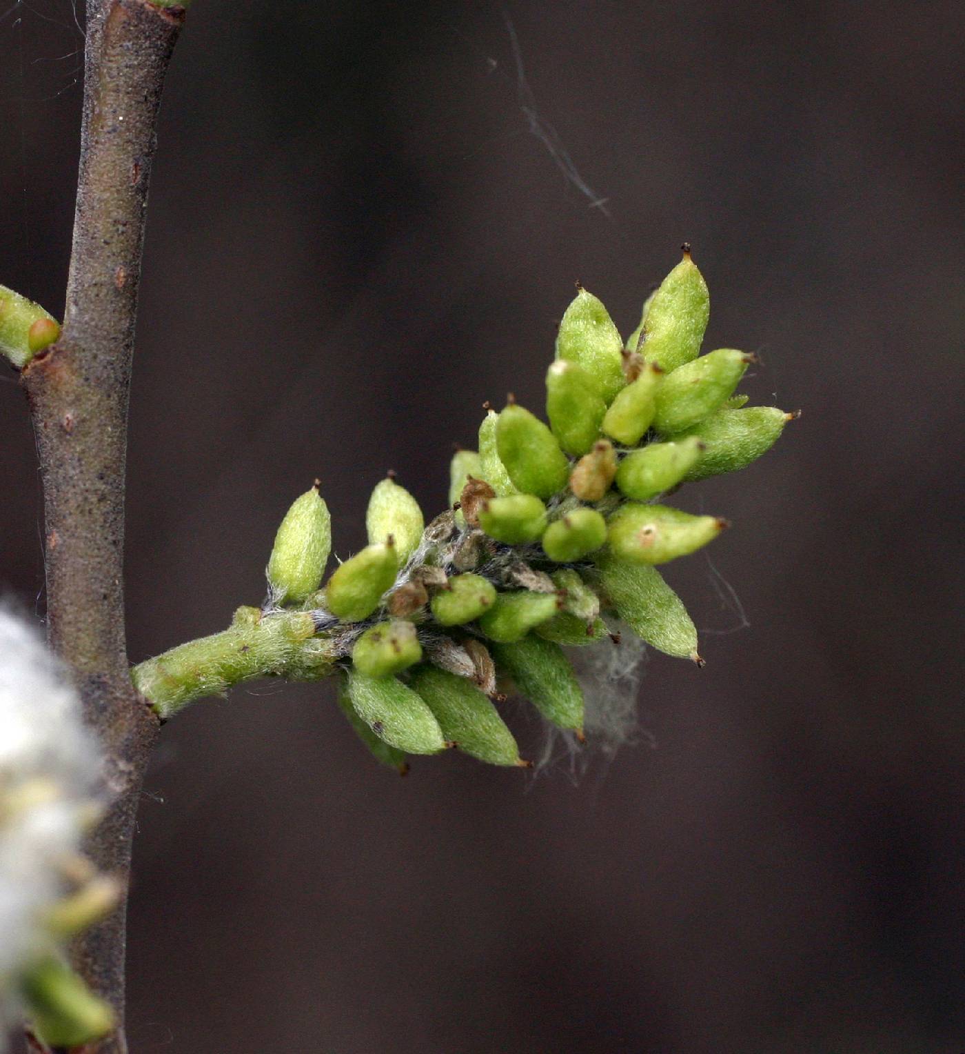 Salix sericea image