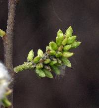 Image of Salix sericea