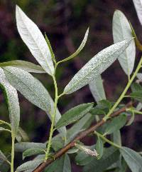 Salix sericea image