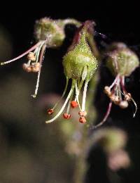 Image of Heuchera americana