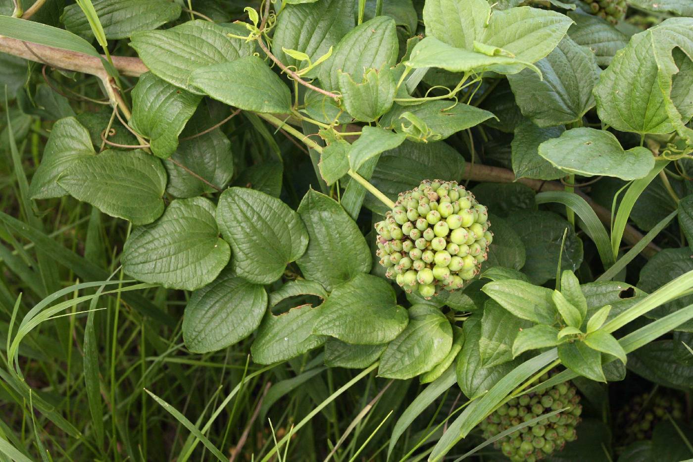 Smilax glauca image