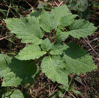 Physalis heterophylla image