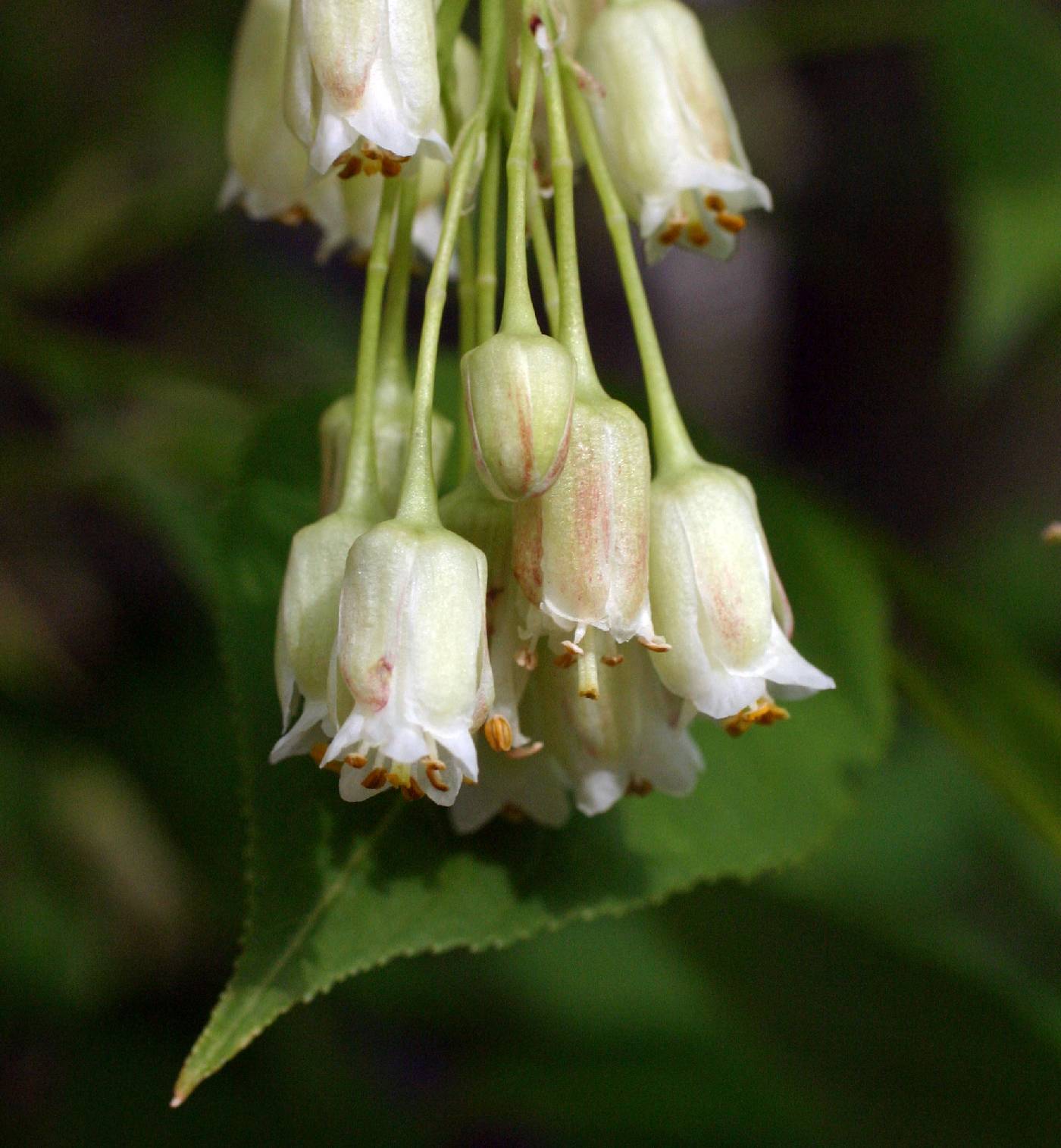 Staphylea trifolia image