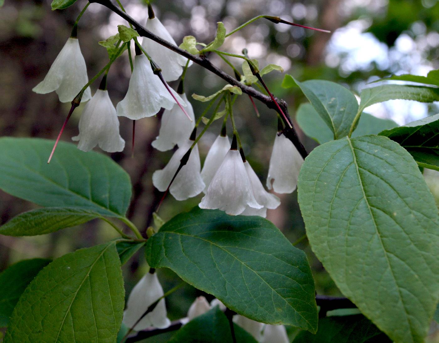 Halesia image