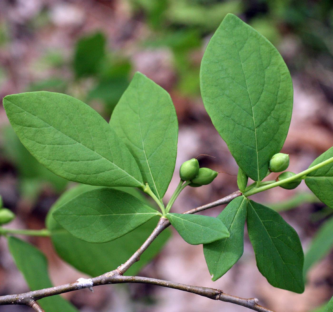 Thymelaeaceae image