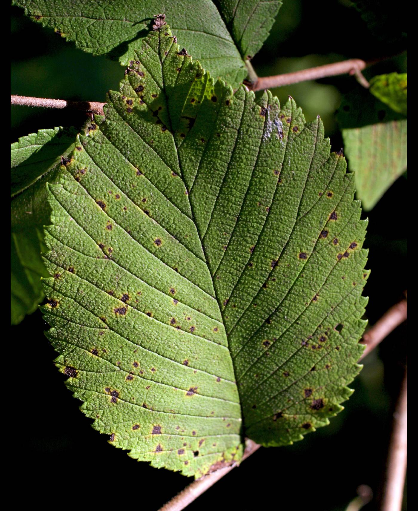 Ulmus rubra image