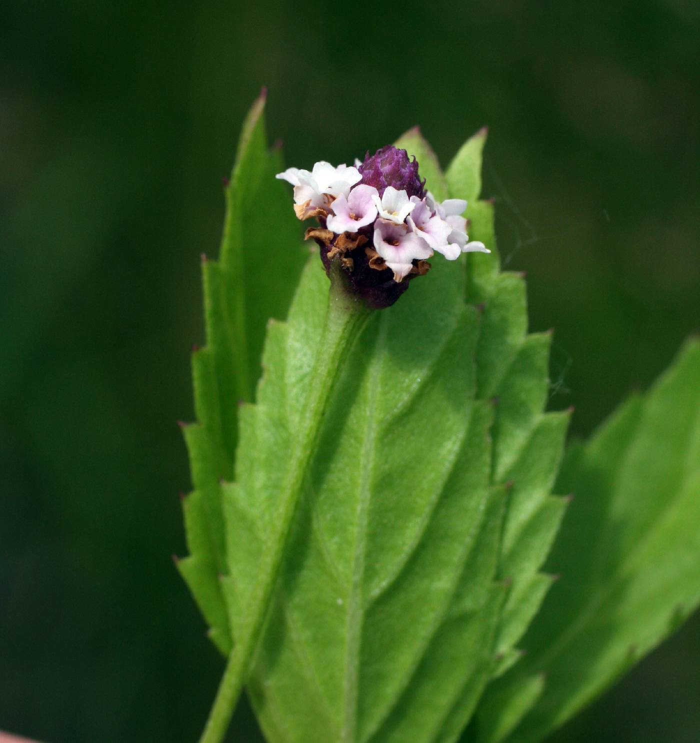 Phyla lanceolata image